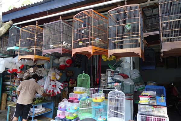 bird market dubai